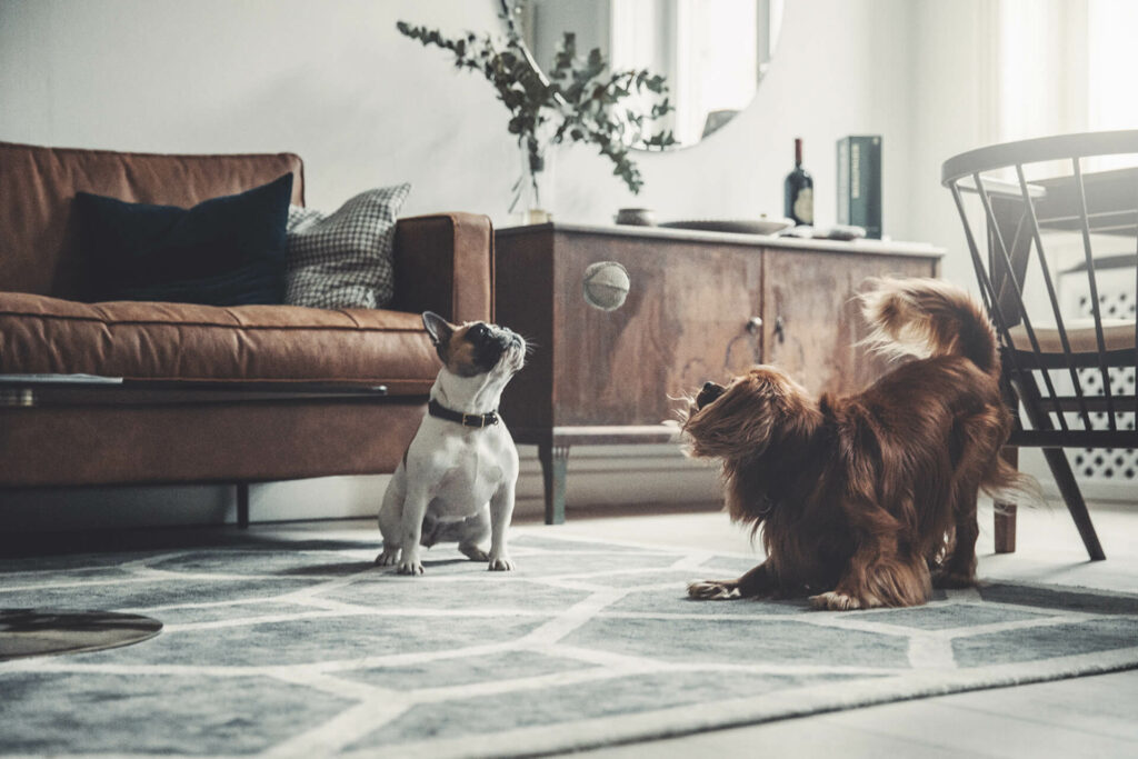 Two dogs playing with a ball indoors