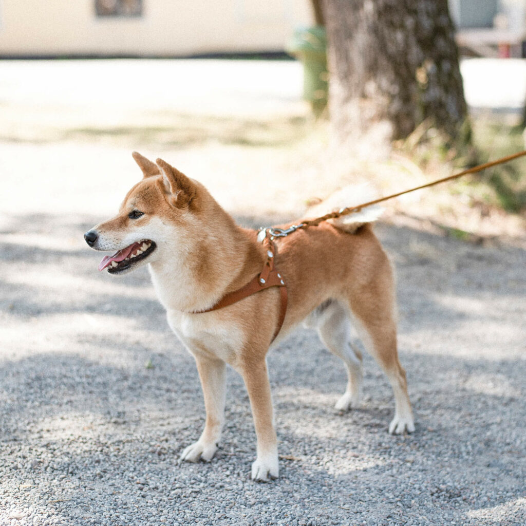 apologi magi tilskuer 5 platser att besöka i sommar Sverige med din lurviga bästa vän - Denjo Dogs