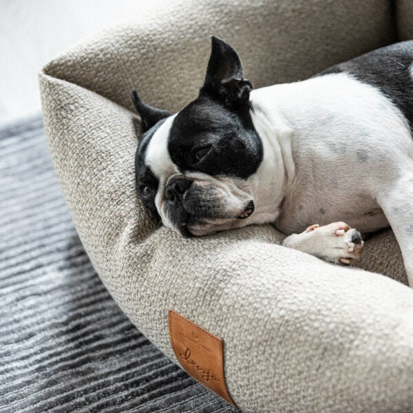 En hund av rasen boston terrier ligger och sover i en beige hundbädd
