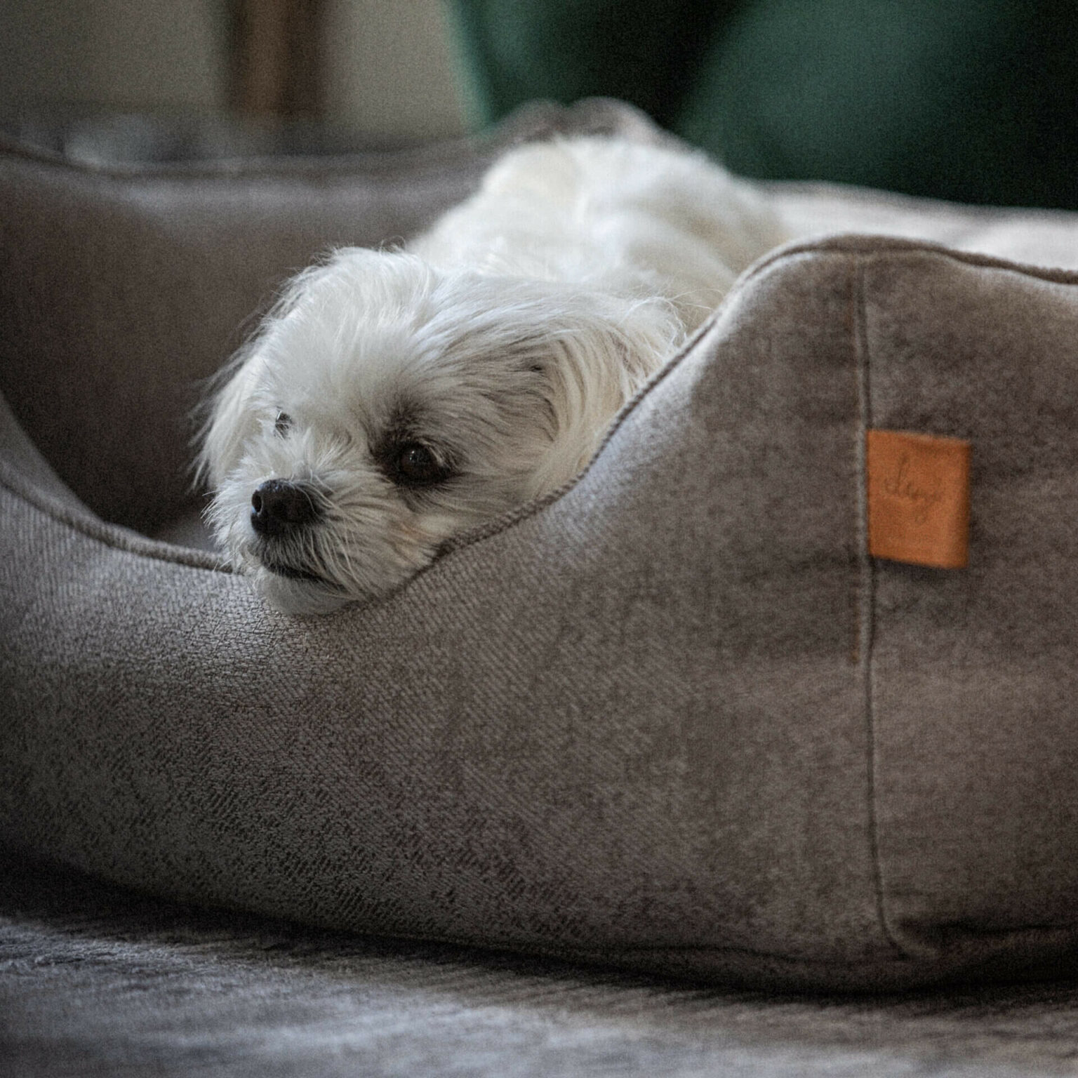 Hållbara & funktionella hundprodukter i stilren design - Denjo Dogs