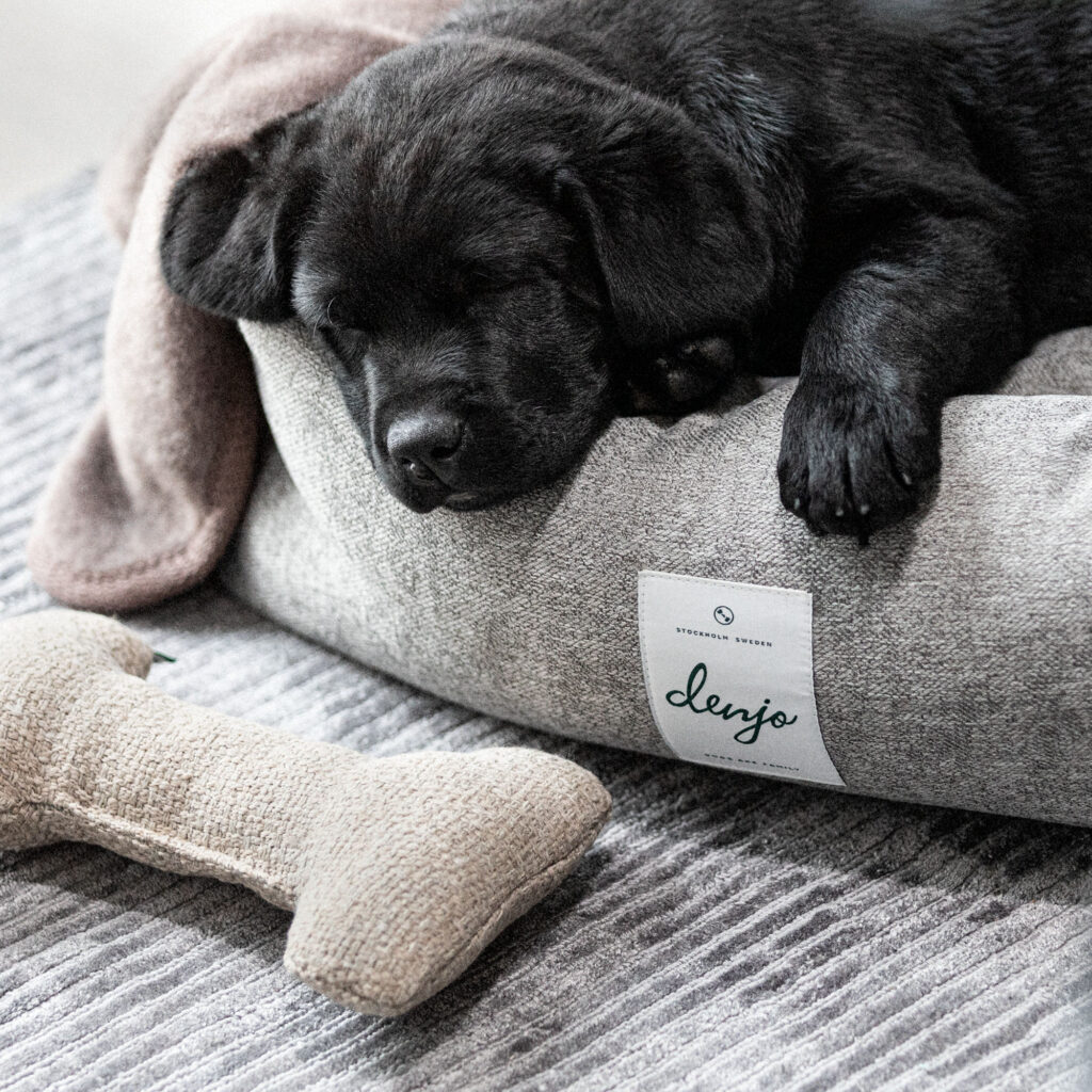 Should A Dog Have A Bed