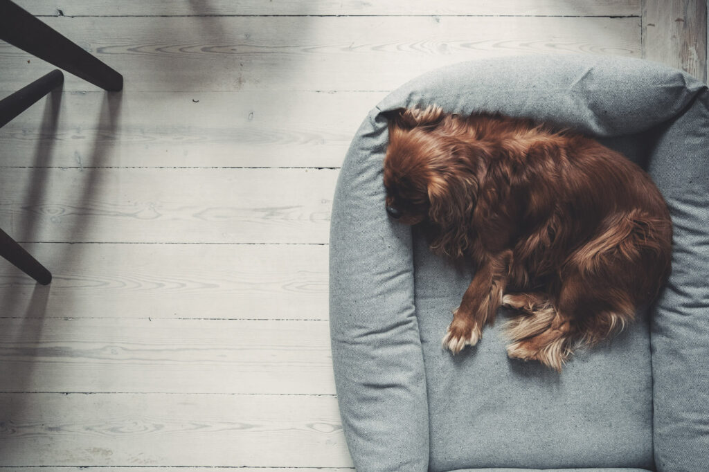 Dog sleeping in dog bed