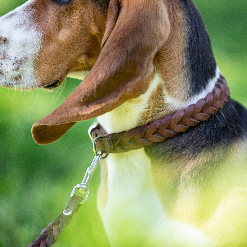 En hund bär ett mörkbrunt hundhalsband i läder med flätade detaljer
