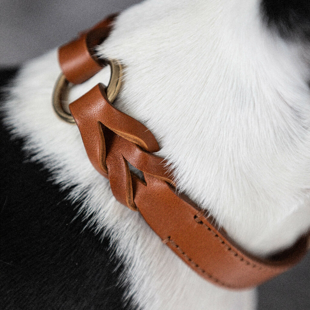 En svart och vit hund bär ett läderhalsband i cognacsfärgat läder med mässingsspännen.