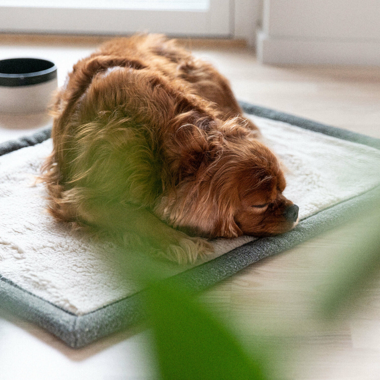 Hållbara & funktionella hundprodukter i stilren design - Denjo Dogs