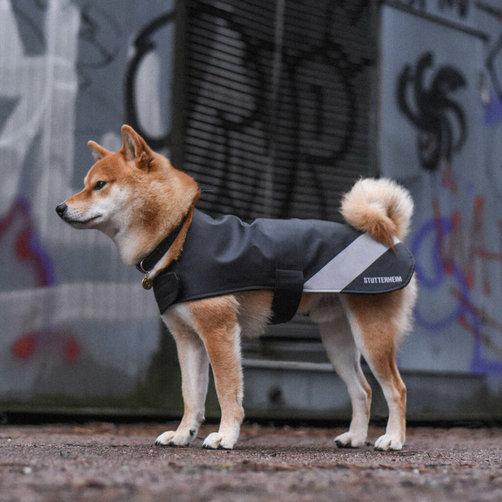 En orange hund har på sig ett svart regntäcke med reflexdetalj.