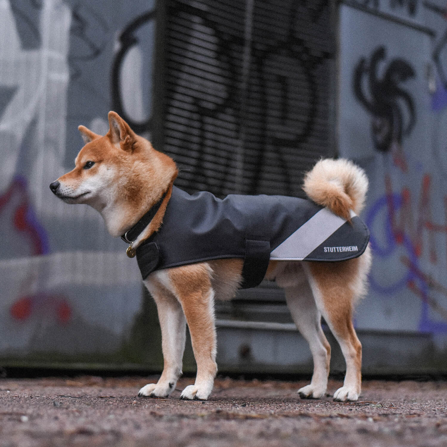 En orange hund har på sig ett svart regntäcke med reflexdetalj.
