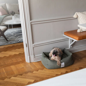 En beige hund av rasen dvärgpudel ligger i en grön hundsäng