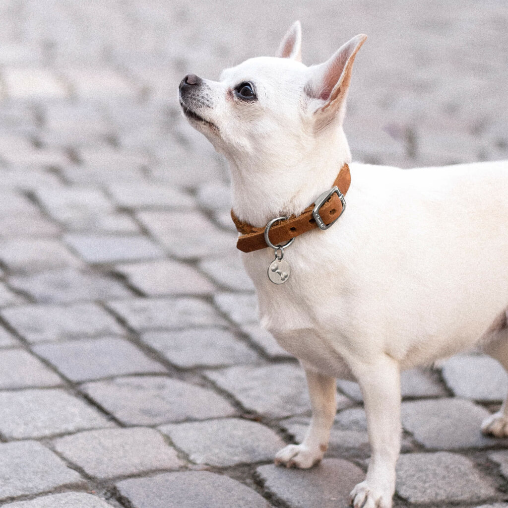 Orange namnbricka till hund - Typsnitt Anton main image 0