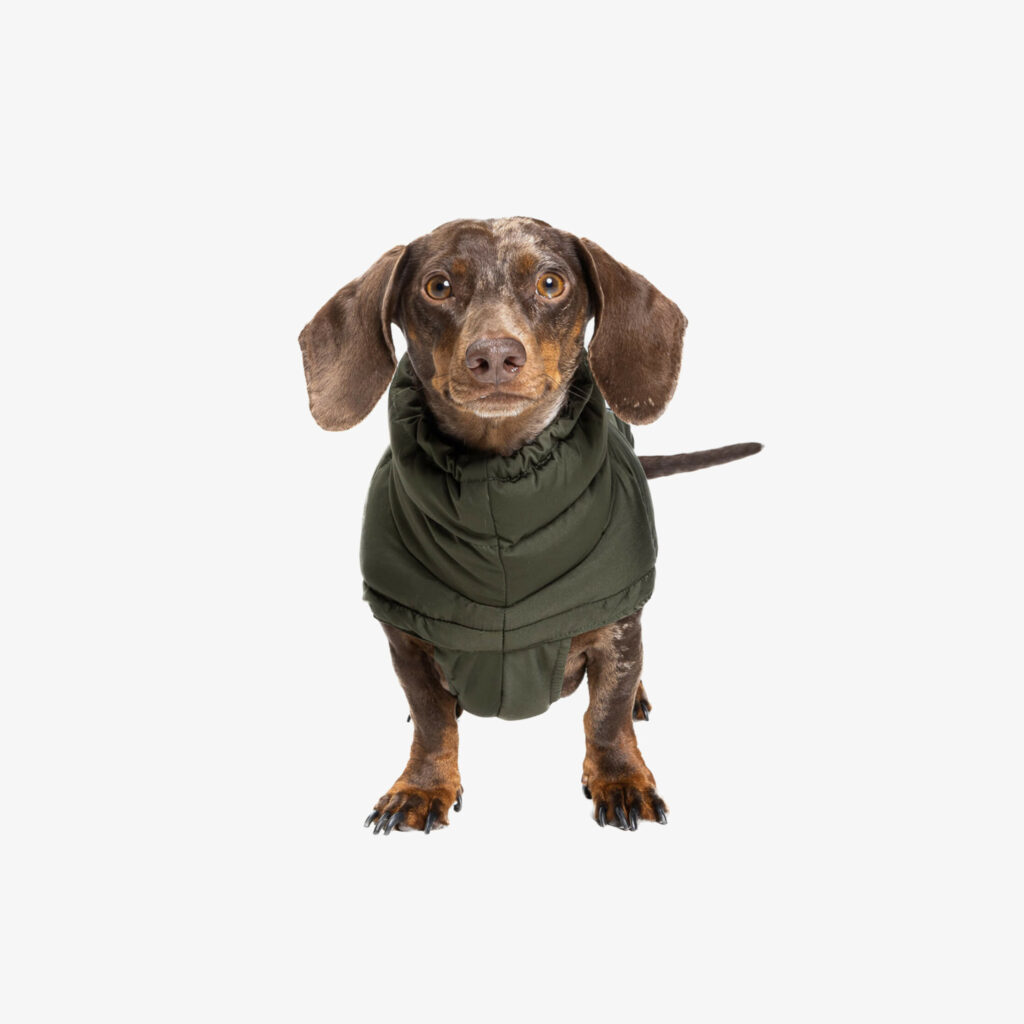 sausage dog jackets