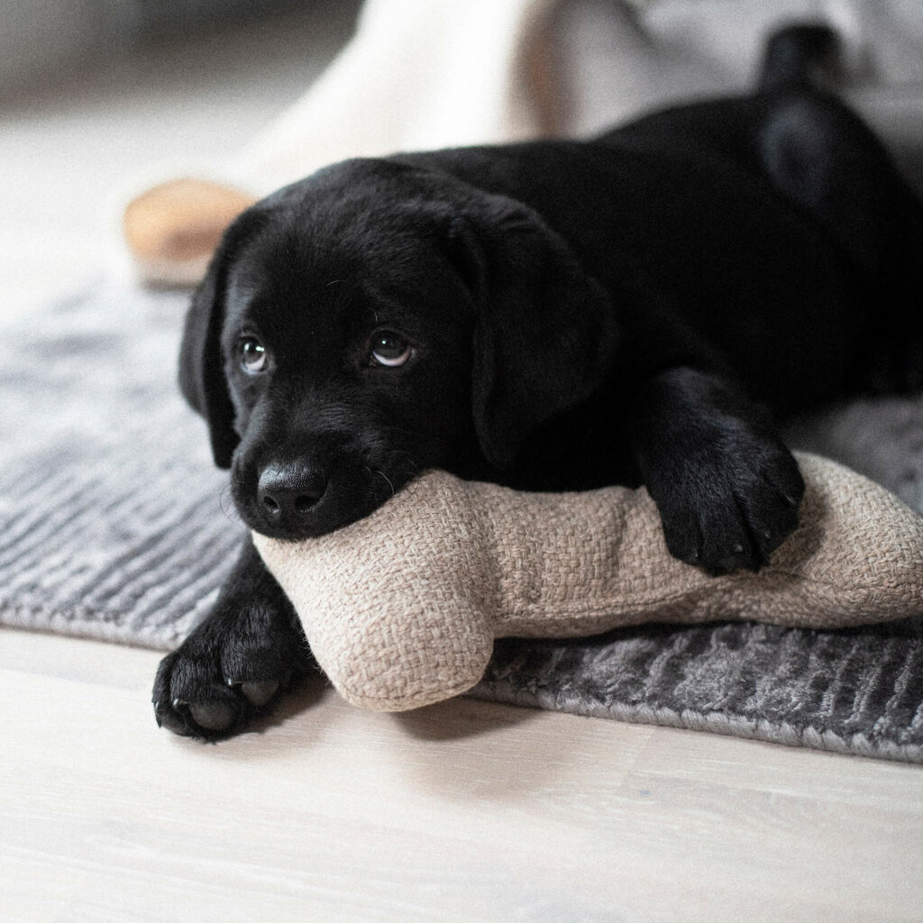 En svart hundvalp av rasen labrador biter på en beige hundleksak i formen av ett hundben.