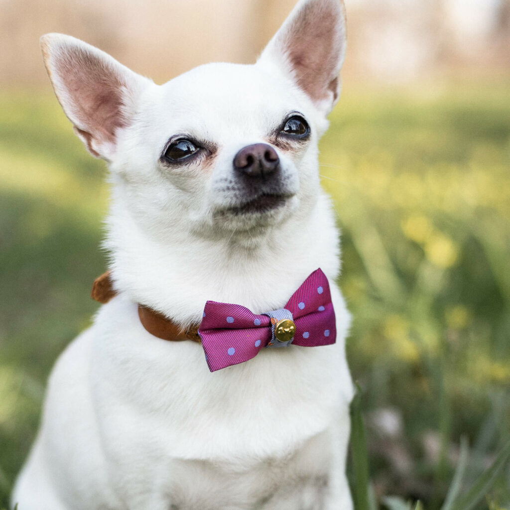 Cute dog on sale bow ties