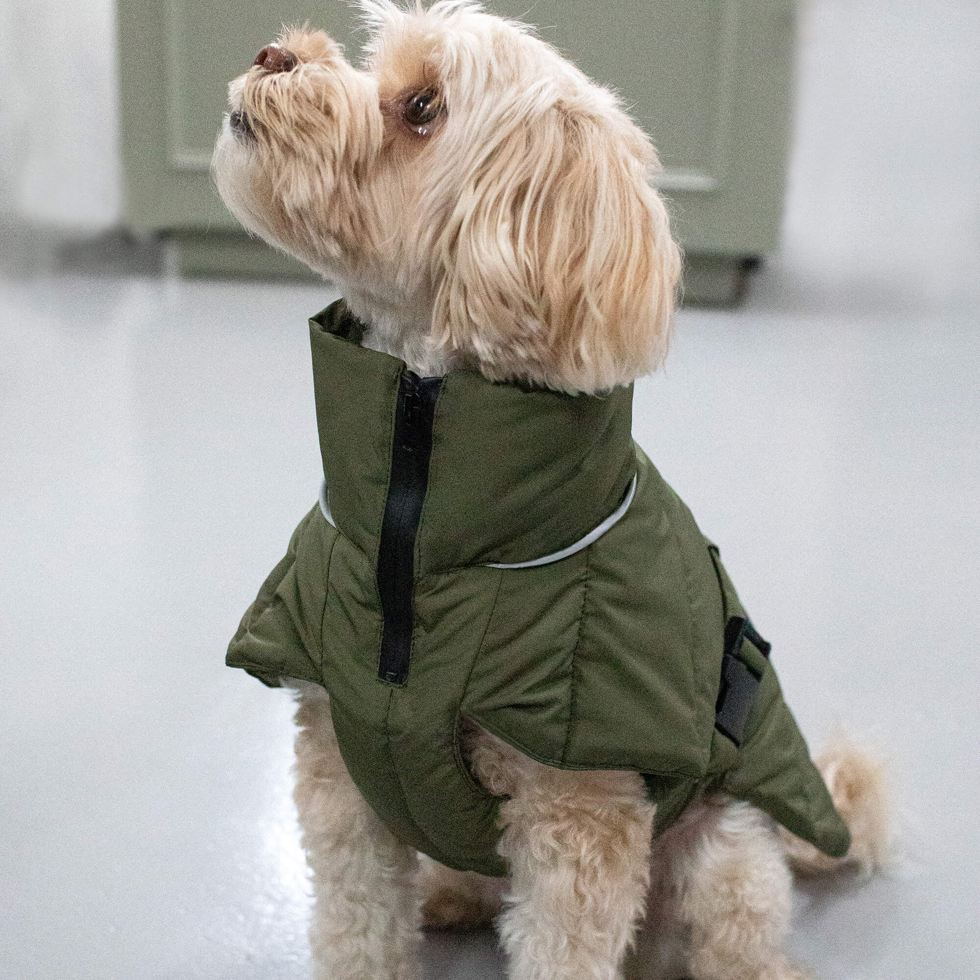 COMING SOON Dog Coat Vinter Puffer Denjo Dogs Denjo Dogs