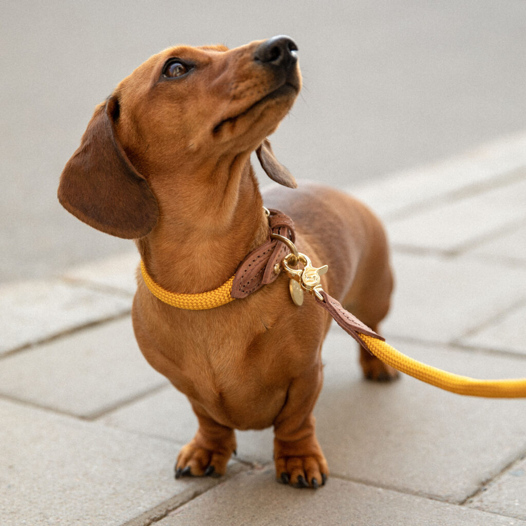 Dog collars Denjo Dogs
