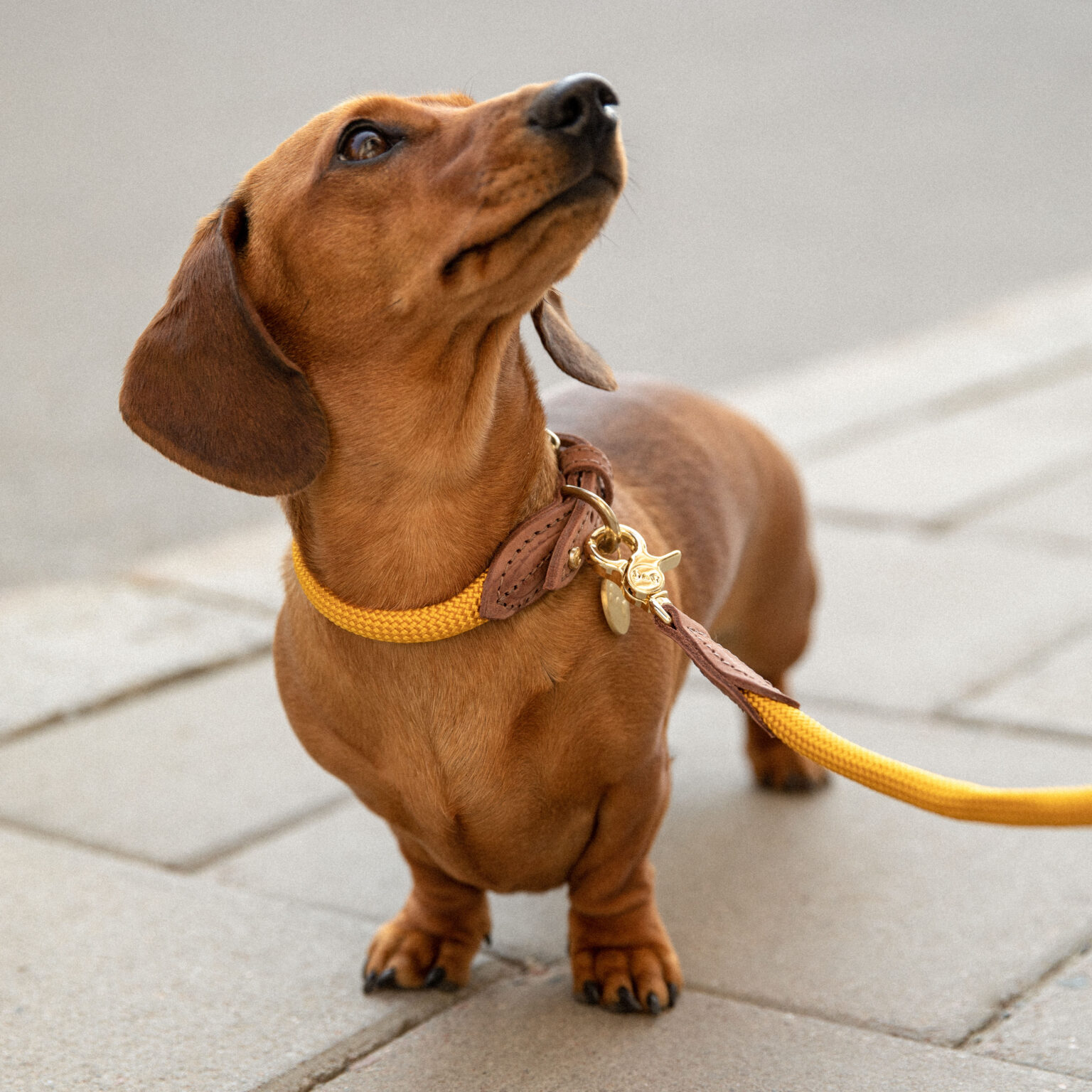 Hållbara & funktionella hundprodukter i stilren design - Denjo Dogs